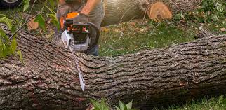 Best Tree Risk Assessment  in Southside Place, TX