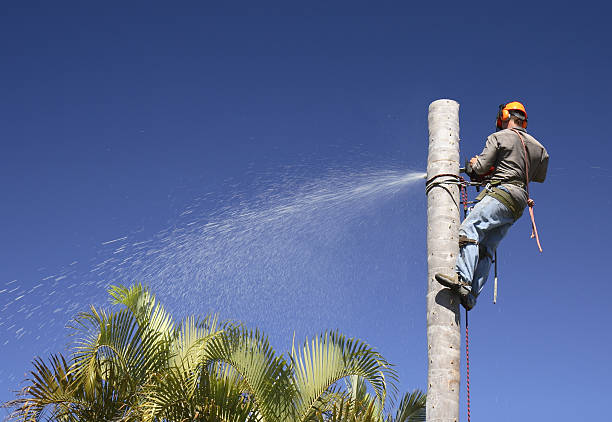 How Our Tree Care Process Works  in  Southside Place, TX